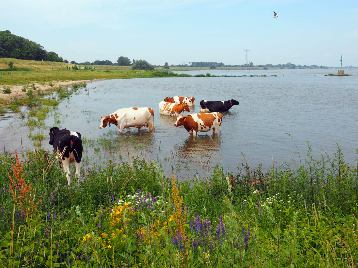 Beeld zienswijze laat dierenwelzijn niet ondersneeuwen